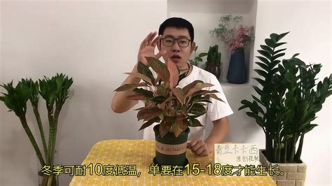 如意開花|如意皇后的作用和家居風水，你知道了必定會立刻養一。